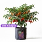 Preview: Grow Stofftopf Super  Soil organic